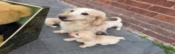 Miniature Dachshund dogs for sale: Cream quality miniature DACHSHUNDS - Advert 3