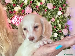 Miniature Dachshund dogs Piebald & Cream Longhairs - Advert 2