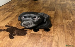 Mixed Breed dogs for sale: Rotator puppy male  - Image 5