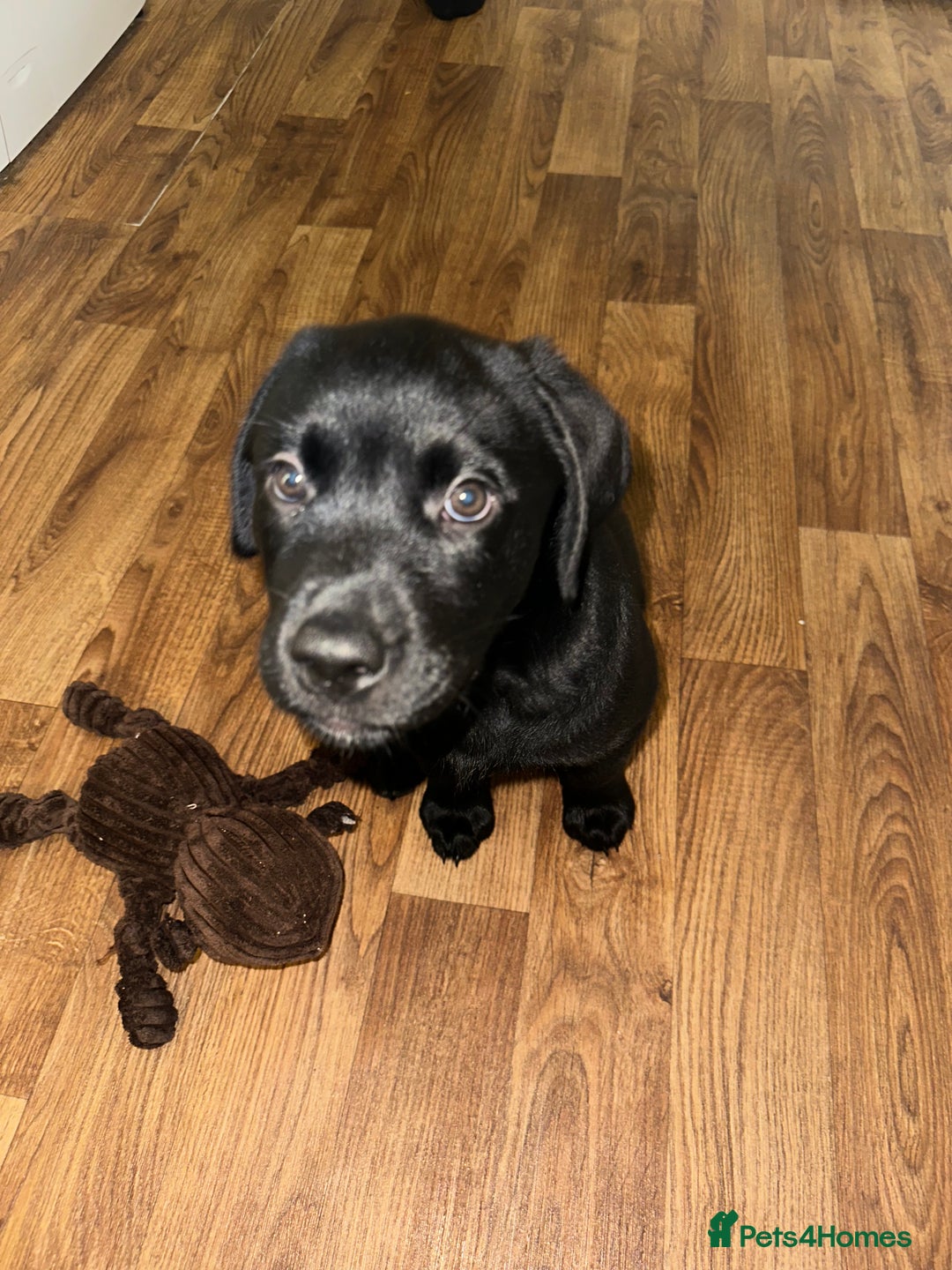 Mixed Breed dogs for sale: Rotator puppy male  - Image 5