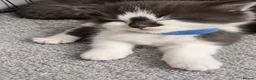 Persian cats for sale: Half Persian Kittens - Advert 8