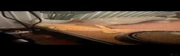 Dragon reptiles for sale: Bearded dragon in London - Advert 3