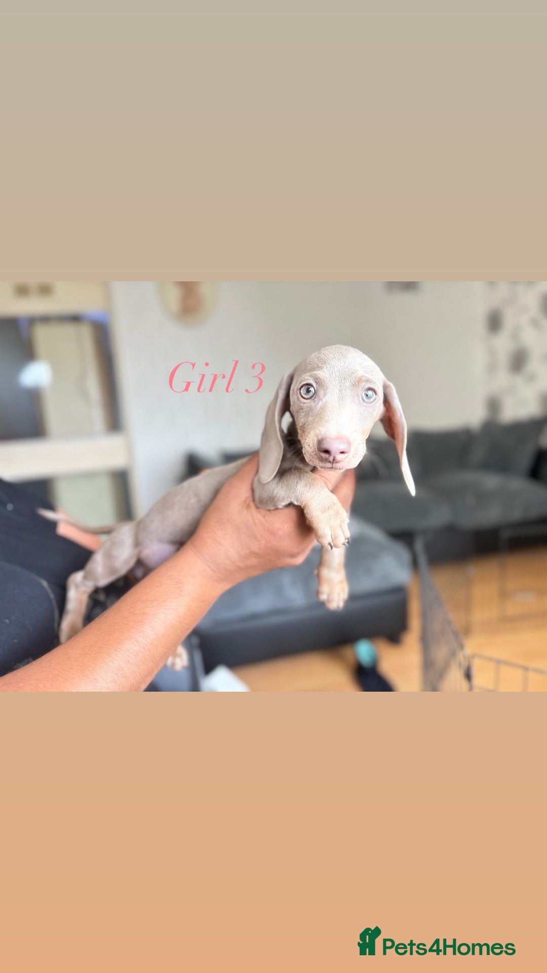 Miniature Dachshund dogs for sale: 3 gorgeous miniature dachshunds  - Image 7