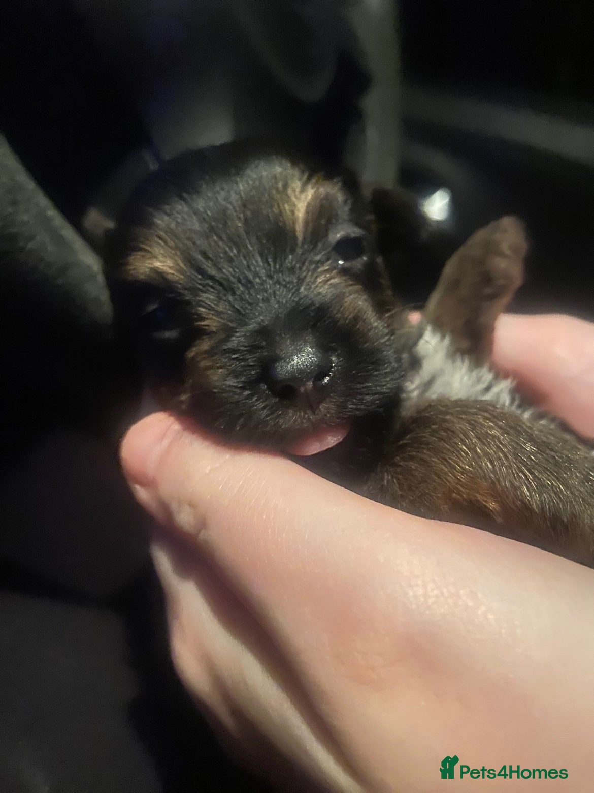 Yorkshire Terrier dogs 5 Yorkshire terrier puppies for sale  - Advert 2