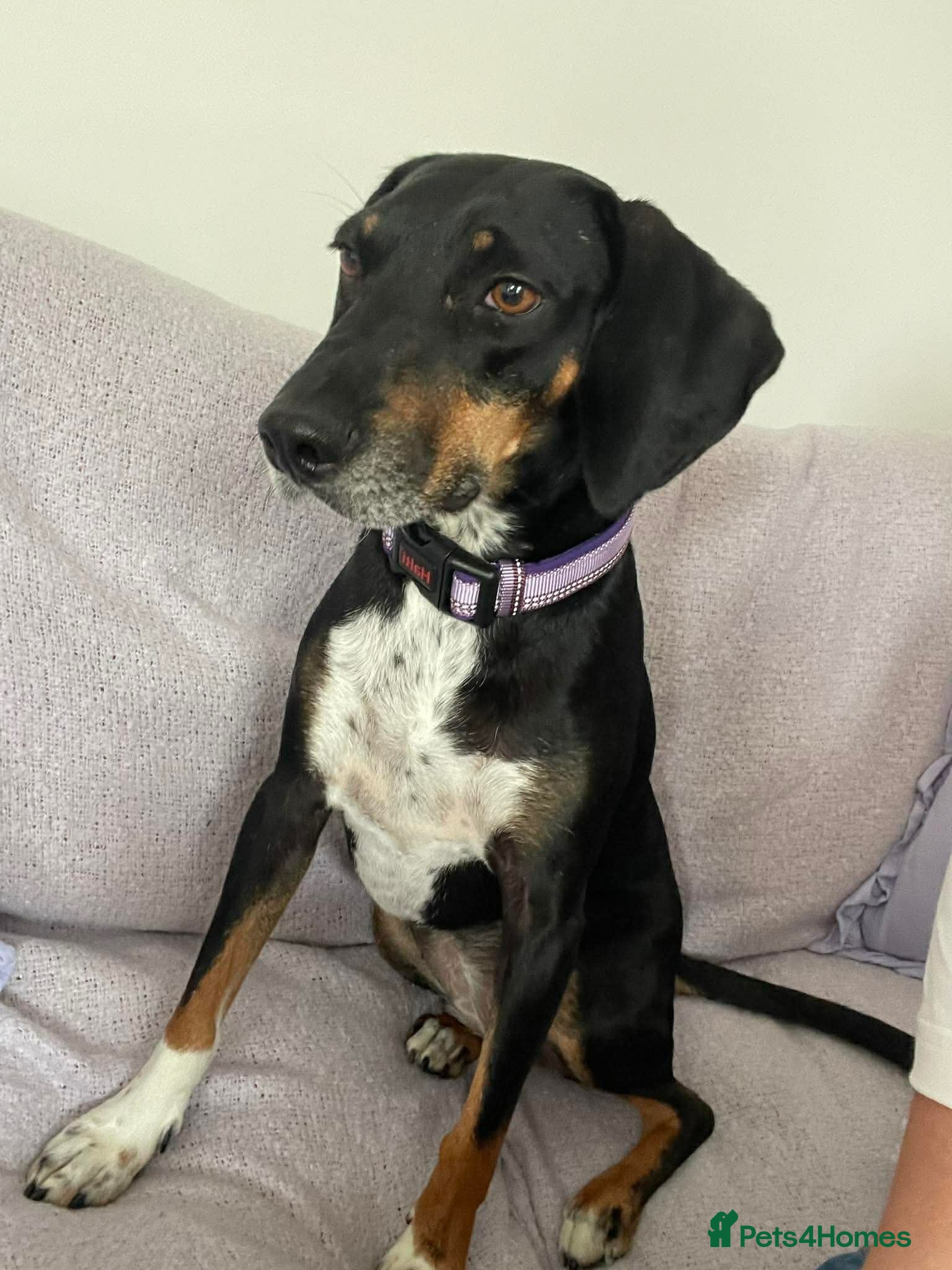 Mixed Breed dogs Loving Millie ❤️  - Advert 10