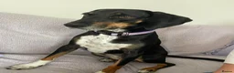 Mixed Breed dogs for adoption: Loving Millie ❤️  in Carlisle - Advert 1