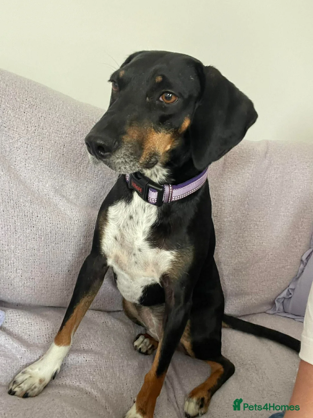 Mixed Breed dogs for adoption: Loving Millie ❤️  in Carlisle - Advert 1
