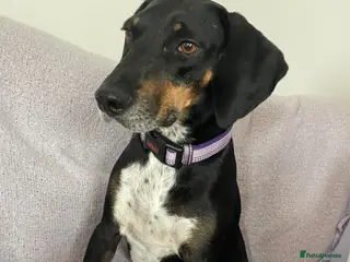 Mixed Breed dogs Loving Millie ❤️ - Advert 2