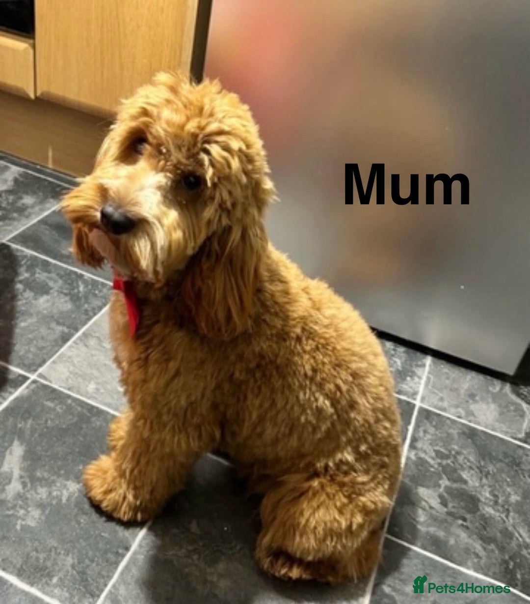 Cockapoo dogs for sale: F2 Cockapoo - Image 6