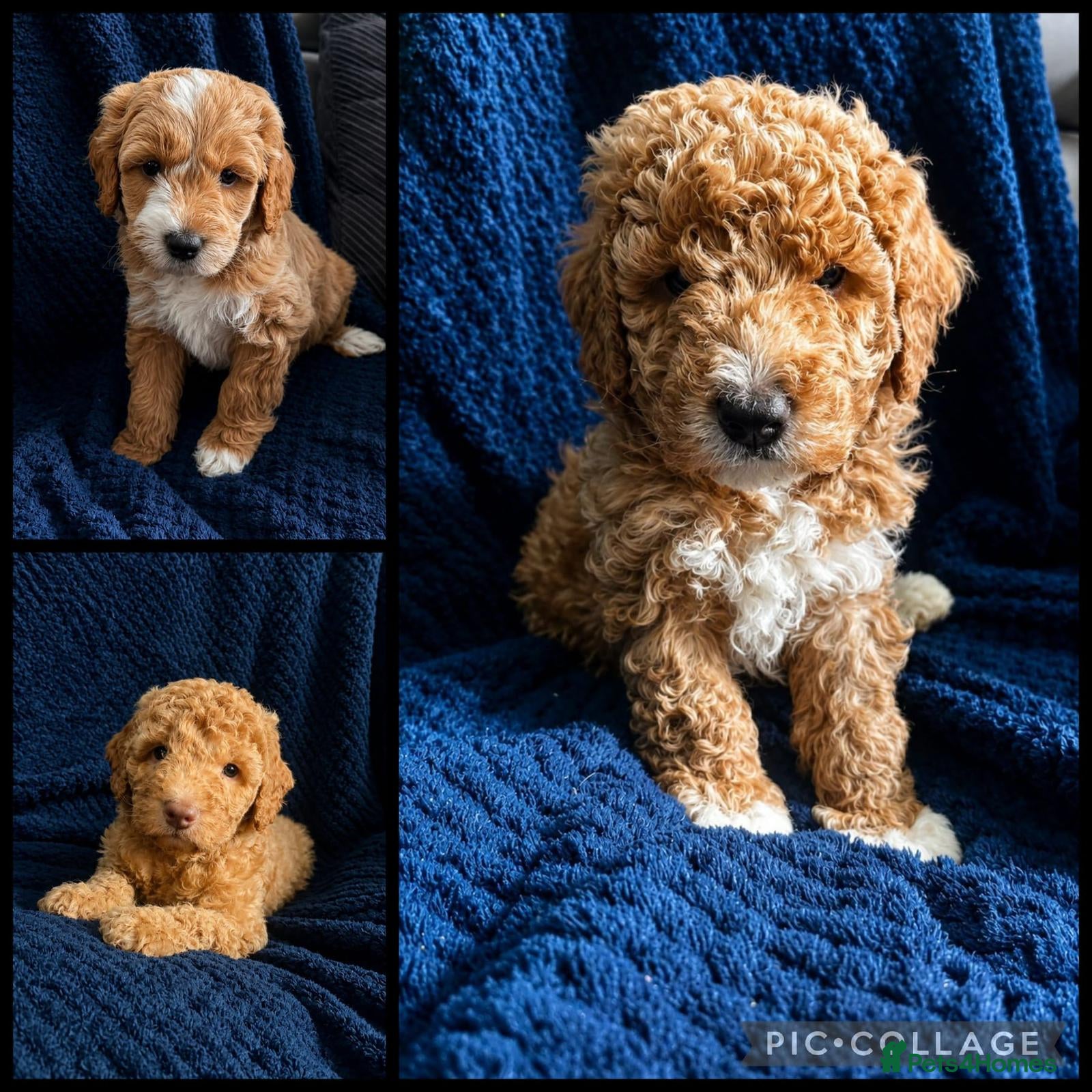 Australian Labradoodle dogs Pure Australian labradoddle  - Advert 1
