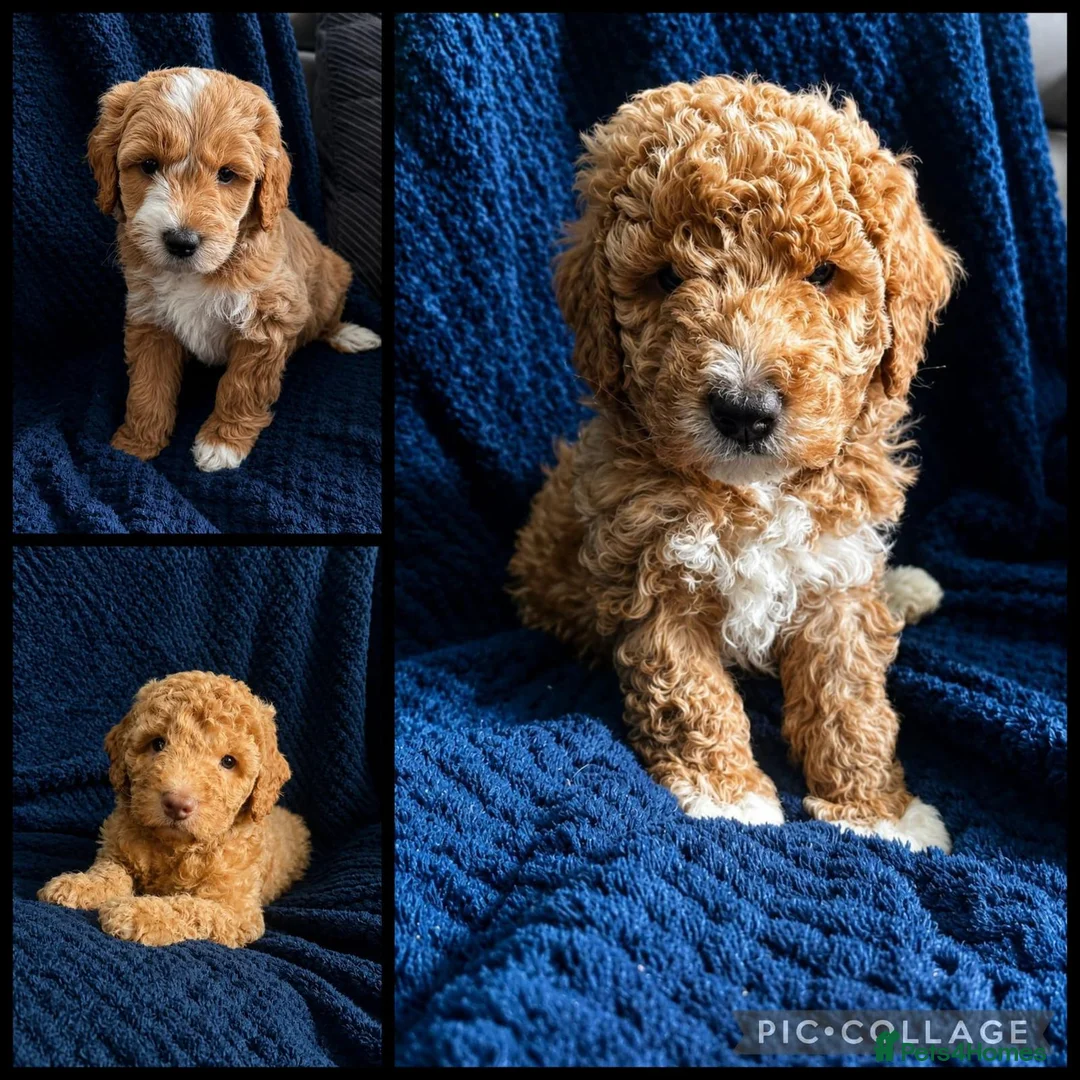 Australian Labradoodle dogs for sale: Pure Australian labradoddle  - Advert 1
