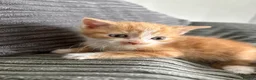 Mixed Breed cats for sale: 2 ginger male kittens in Ilkeston - Advert 2