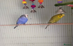 Budgerigars birds for sale: 2 budgies for sale as pair  - Advert 3