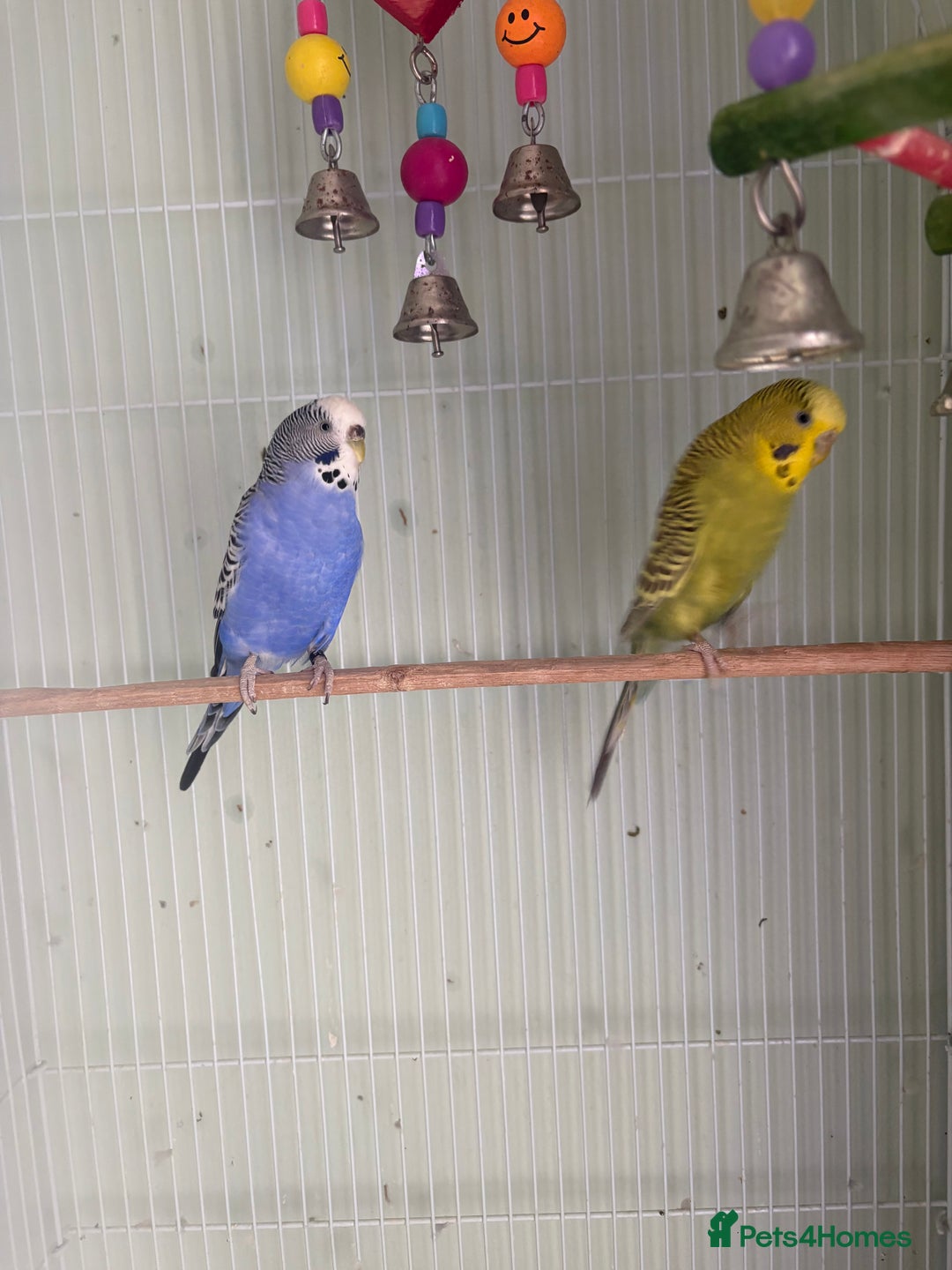 Budgerigars birds for sale: 2 budgies for sale as pair  - Advert 3
