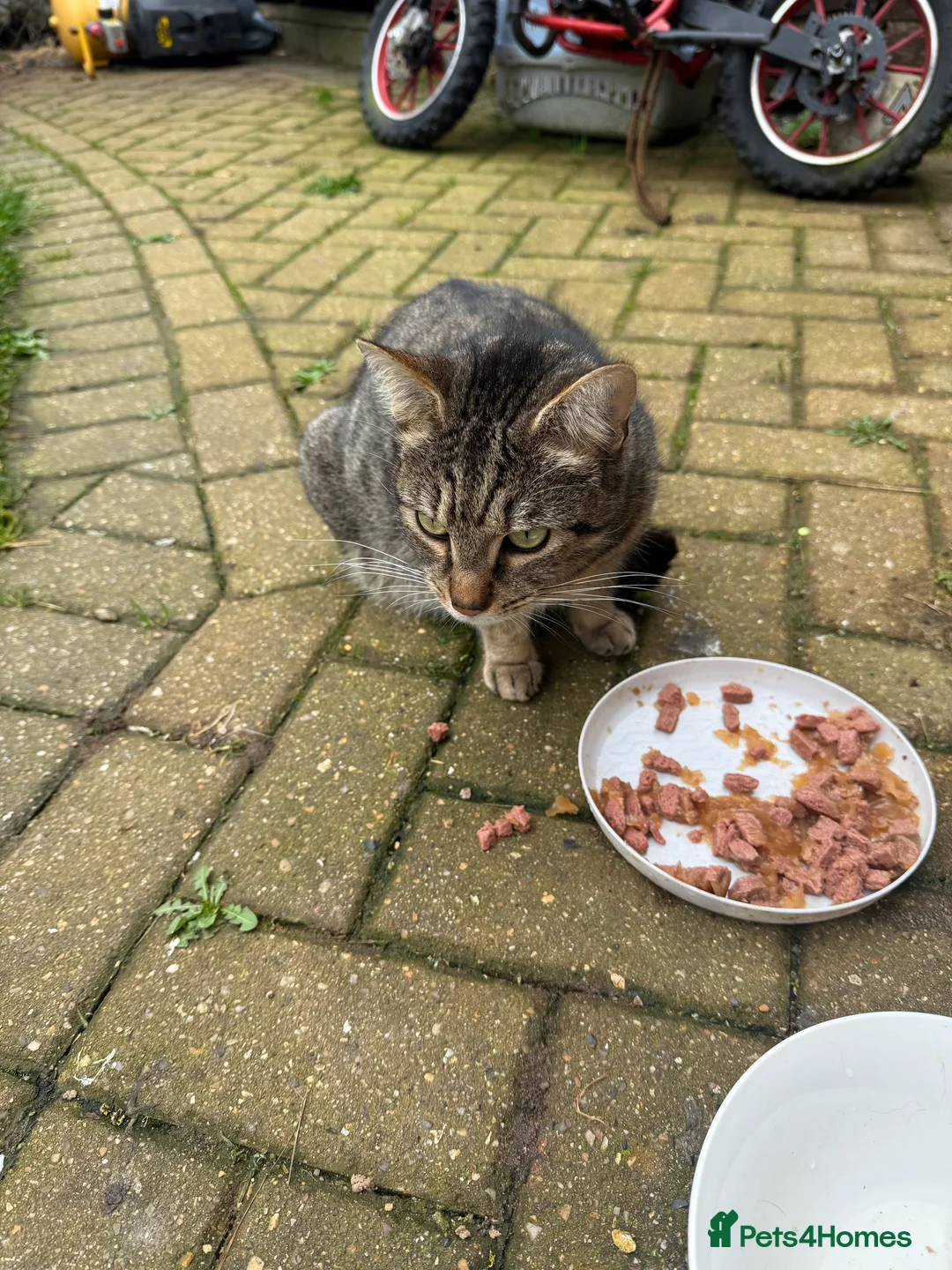 Mixed Breed cats for sale: Kittens for sale  - Advert 1