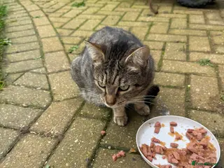 Mixed Breed cats Kittens for sale - Advert 1