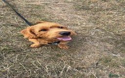 Labradoodle dogs for sale: 10 month old labradoodle for rehoming - Image 3