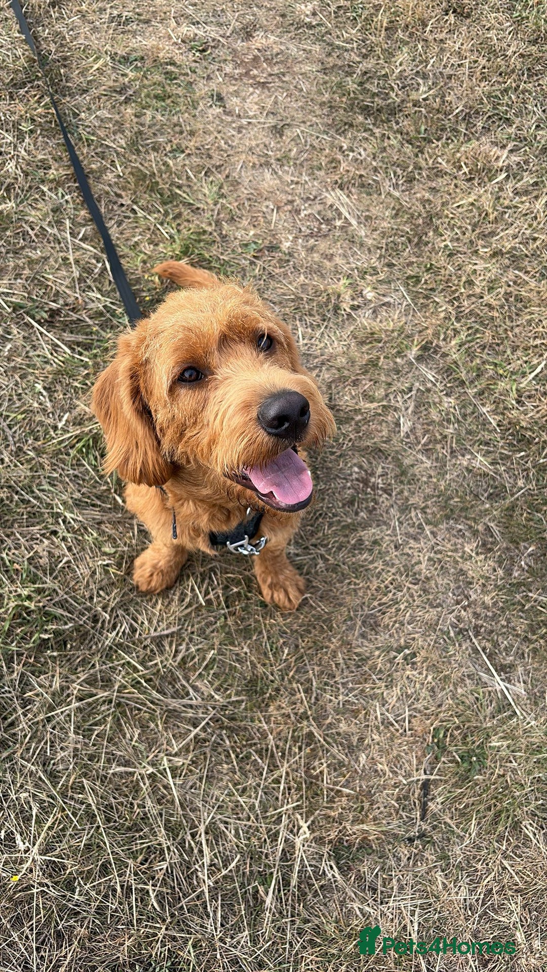 Labradoodle dogs for sale: 10 month old labradoodle for rehoming - Image 3