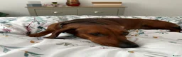Dachshund dogs for sale: Chester is looking for a new home - Advert 6