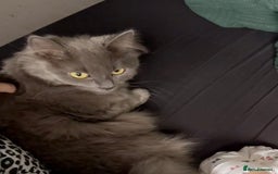 British Longhair cats for sale: Grey Female British Long Hair - Image 5