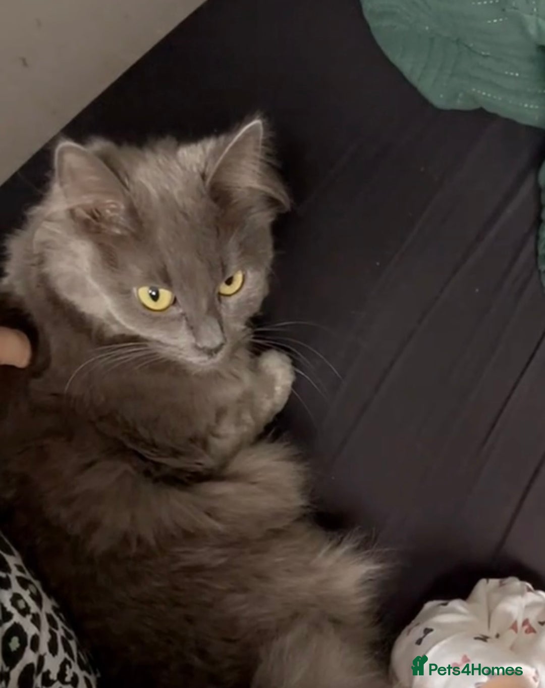 British Longhair cats for sale: Grey Female British Long Hair - Image 5