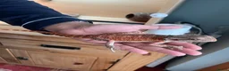 Bearded Dragon reptiles for sale: Juvenile Bearded Dragon  - Advert 4