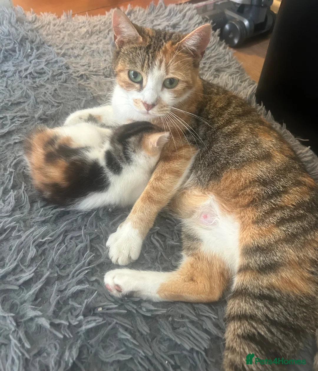 Mixed Breed cats for sale: Last male kitten left - Advert 6