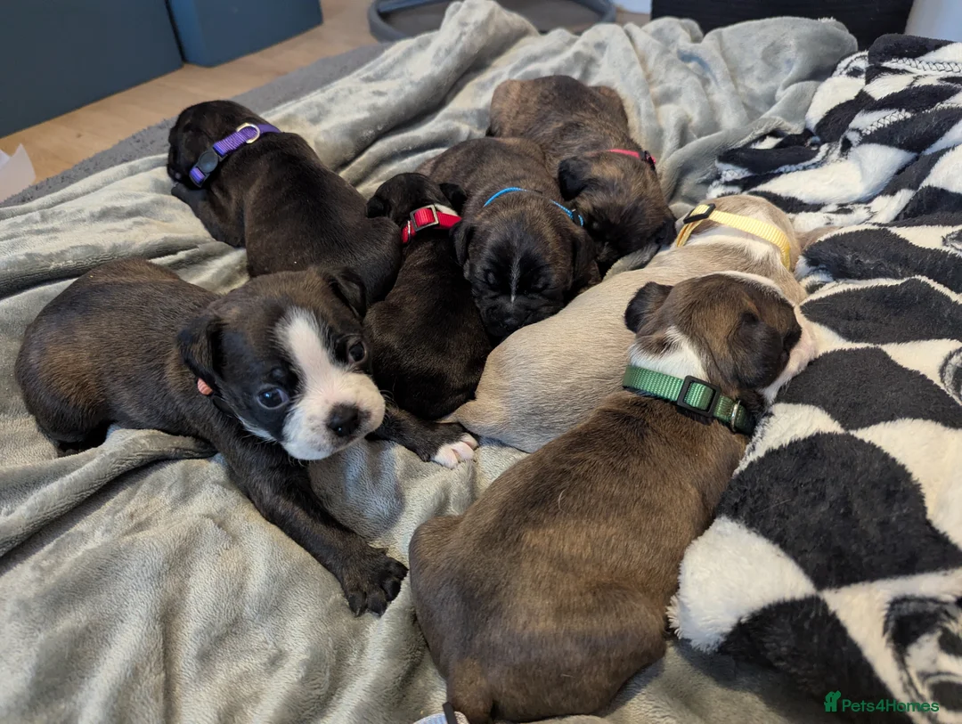 Boston Terrier dogs for sale: Boston X  - Advert 12