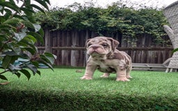 English Bulldog dogs for sale: English Bulldog Puppies  - Advert 24