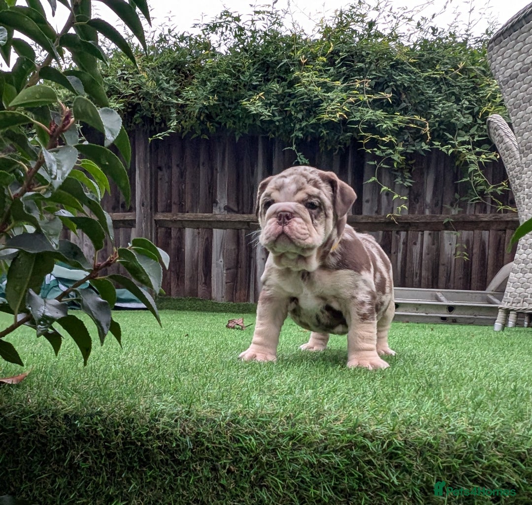 English Bulldog dogs for sale: English Bulldog Puppies  - Advert 24