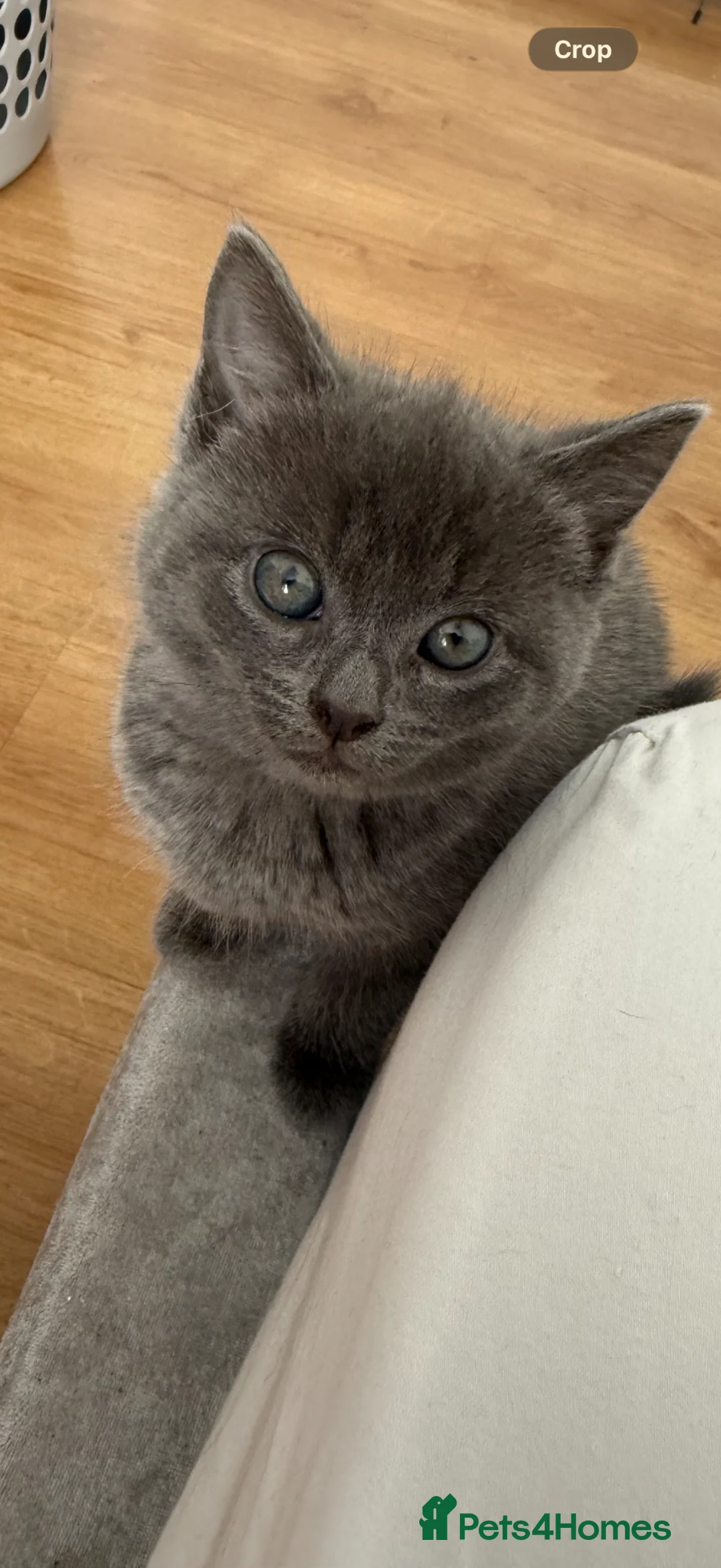 British Shorthair cats for sale: 3 kittens ready for collection.  - Advert 2