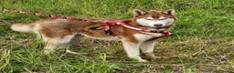 Siberian Husky dogs for sale: 2 year old Red & White Kc Reg Siberian Husky male  - Advert 3