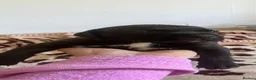 Mixed Breed dogs for sale: Amazing American Staffordshire pups for sell in Woodford Green - Advert 5