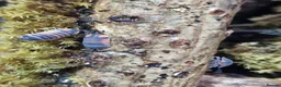 Isopods invertebrates for sale: Ember bee Isopods  - Advert 2