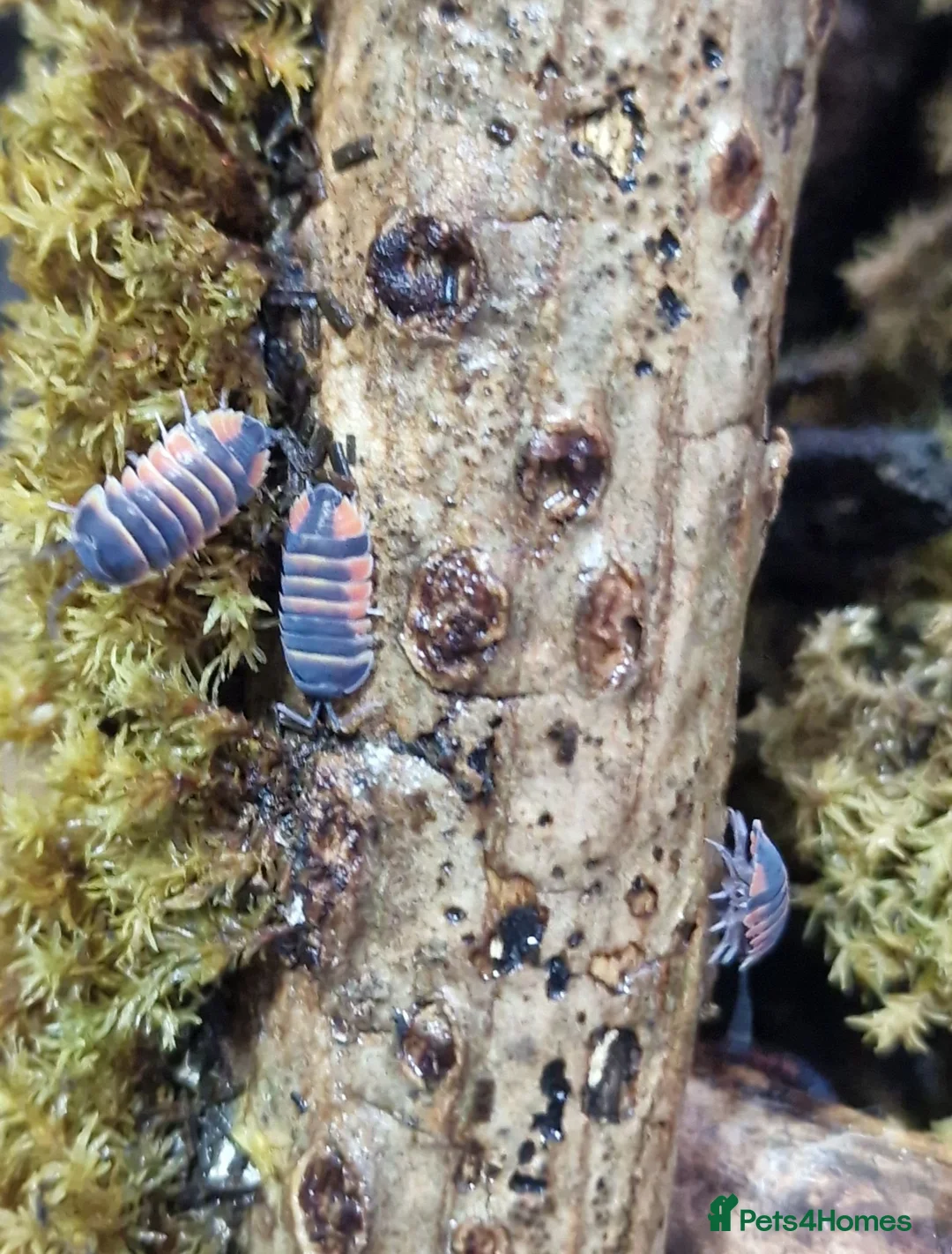 Isopods invertebrates for sale: Ember bee Isopods  - Advert 2