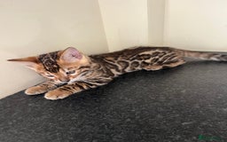 Bengal cats for sale: Available Pure Bengal kittens now! ♥️ - Image 13