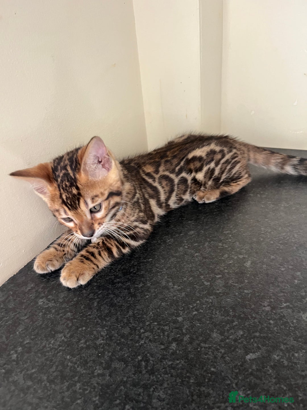 Bengal cats for sale: Available Pure Bengal kittens now! ♥️ - Image 13