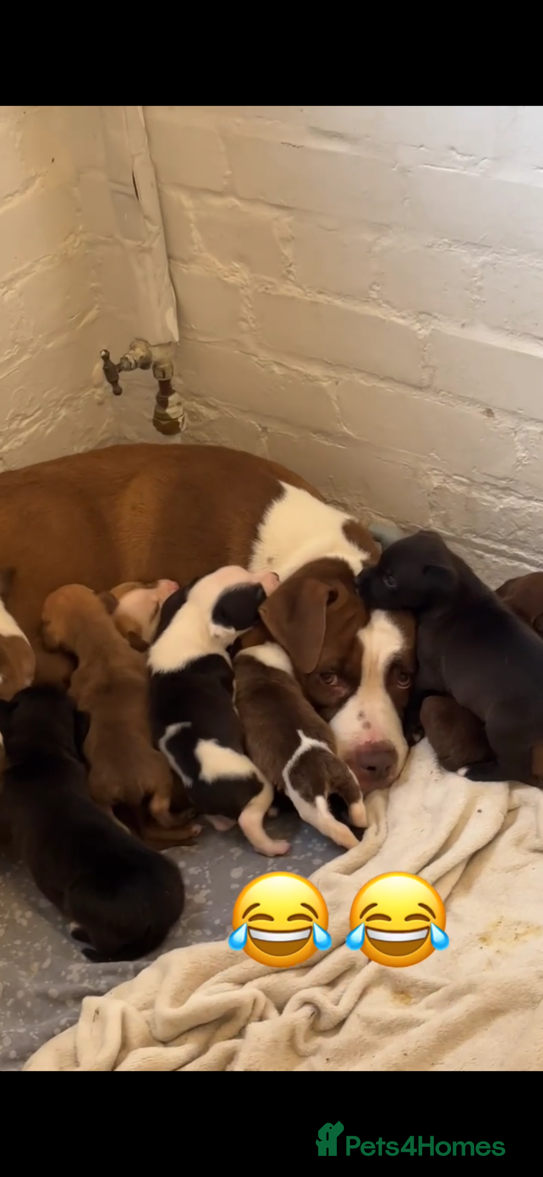 Mixed Breed dogs for sale: Beautiful Border collie/kelpie X staff cross pups - Image 33