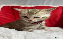 Bengal cats for sale: Bonnies Bengals  - Advert 25