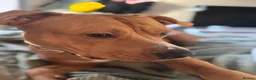 Mixed Breed dogs for sale: Rosie - Advert 4