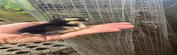 Chickens poultry for sale: Day old pekin chicks  - Advert 2