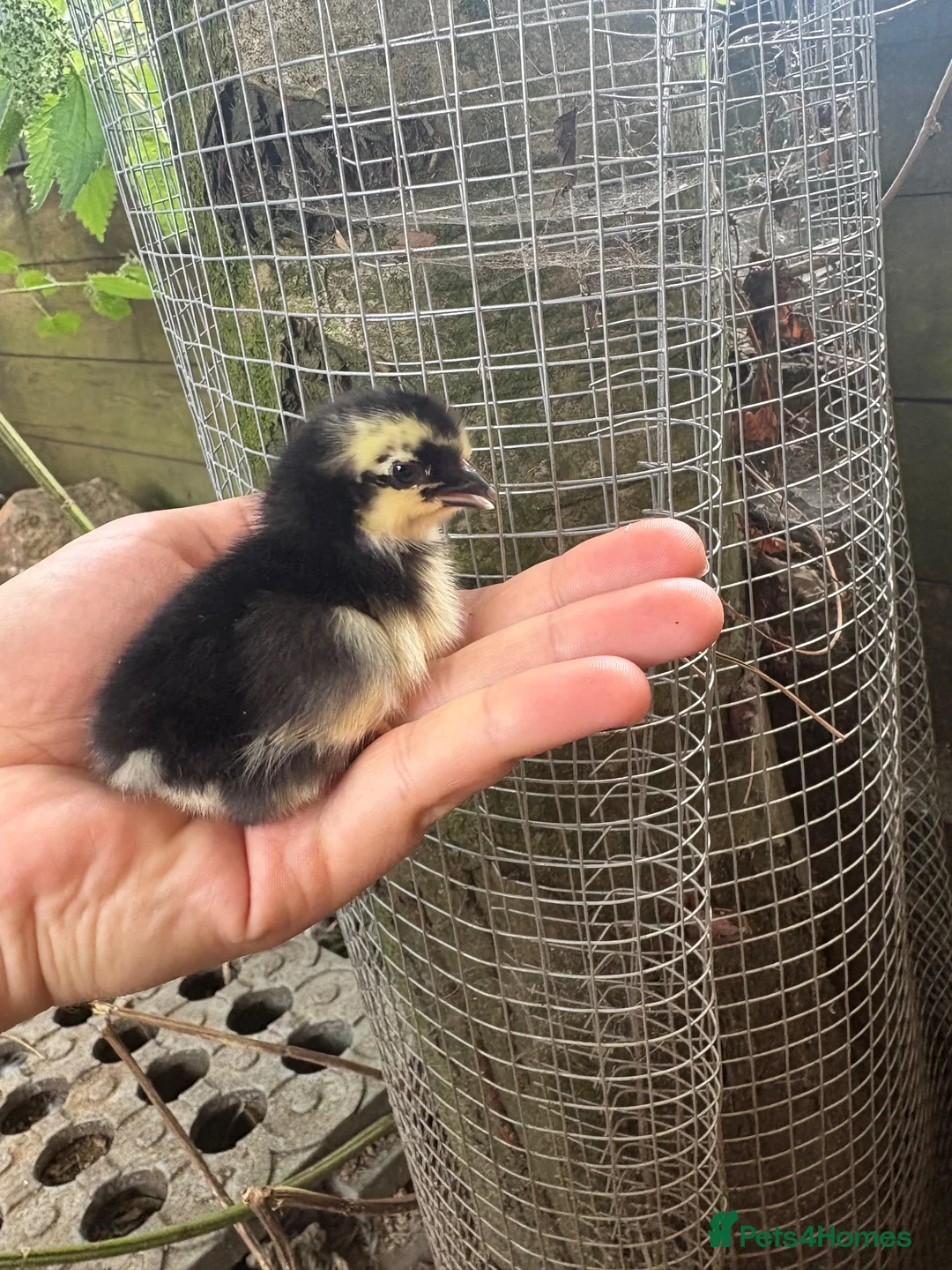 Chickens poultry for sale: Day old pekin chicks  - Advert 2
