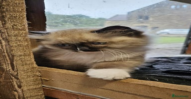 Ragdoll cats - Advert 2