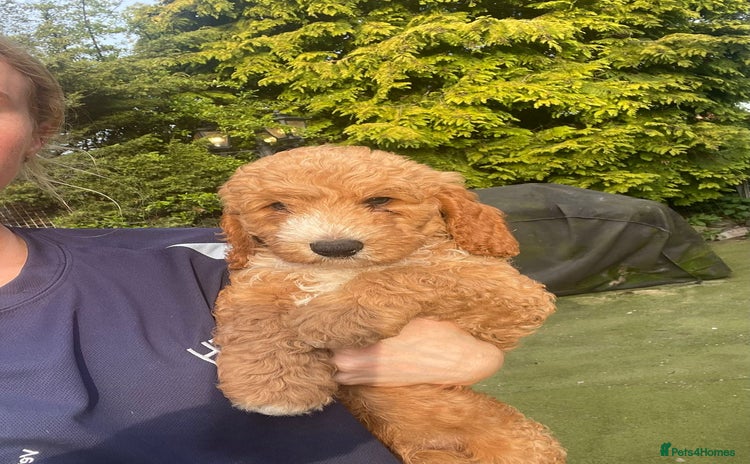 Australian Labradoodle dogs - Advert 2