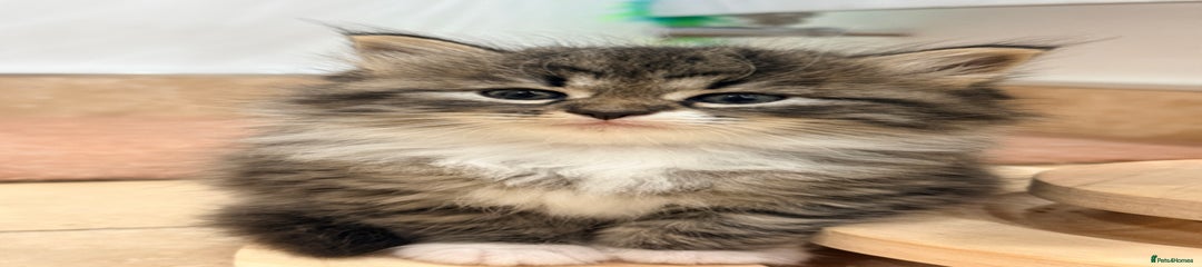 Siberian Kitten 1