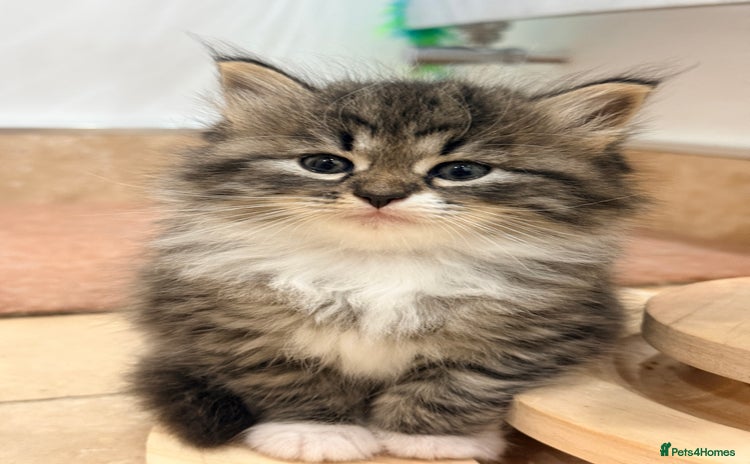 Siberian cats - Advert 1
