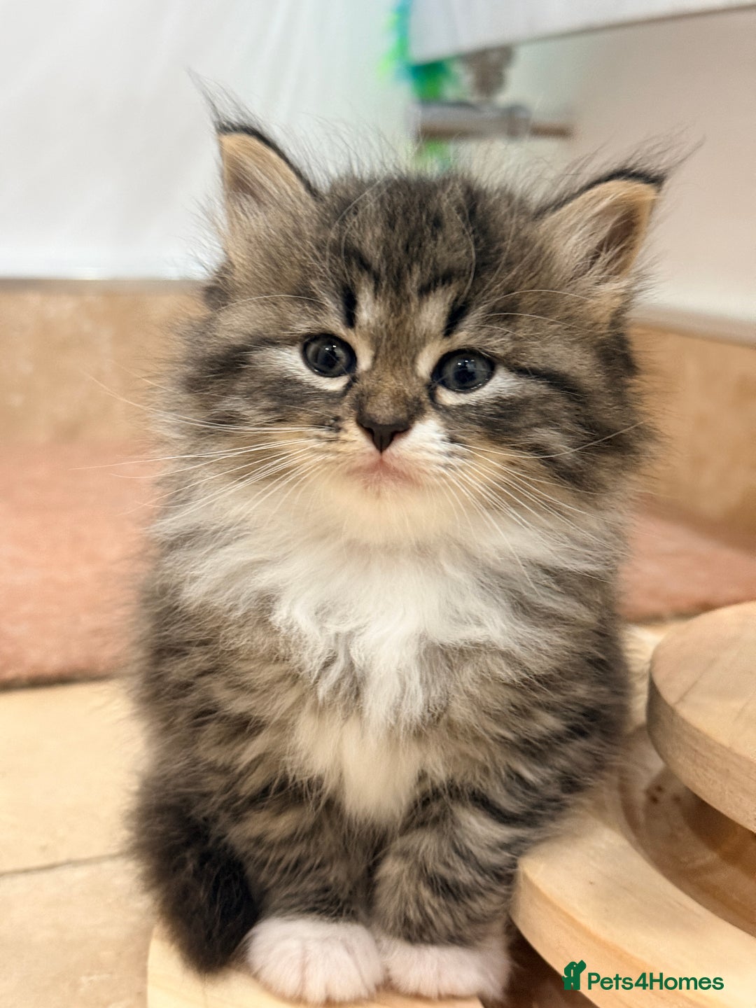 Siberian cats for sale: Pure Siberian kitten  - Image 1