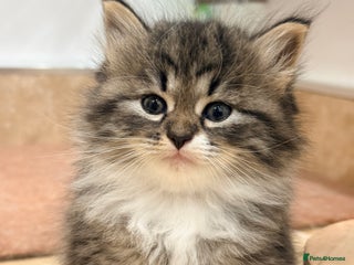 Siberian cats - Advert 6