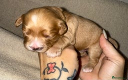 Mixed Breed dogs for sale: chunky litter of French bulldog cross cockapoo - Advert 14