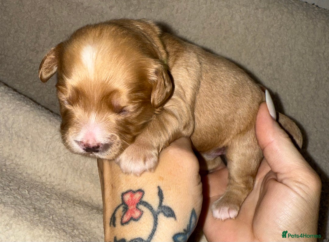 Mixed Breed dogs for sale: chunky litter of French bulldog cross cockapoo - Advert 14